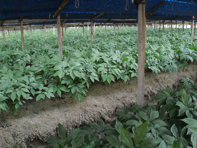 Why 6 Years? The Golden Window of a Ginseng Root